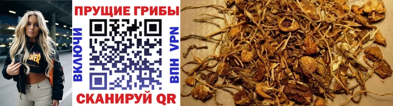 Псилоцибиновые грибы мицелий  Калининск 